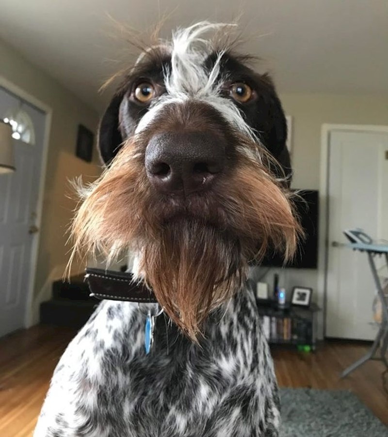 15. "Ne mogu puštati bradu, pa se iživljavam na svojem psu. Koji je ženka."