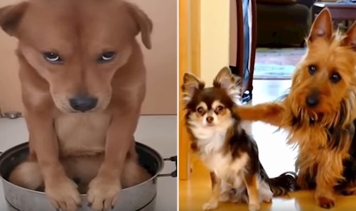 VIDEO Neodoljivi psići koji su napravili preslatke face nakon što su skrivili nešto