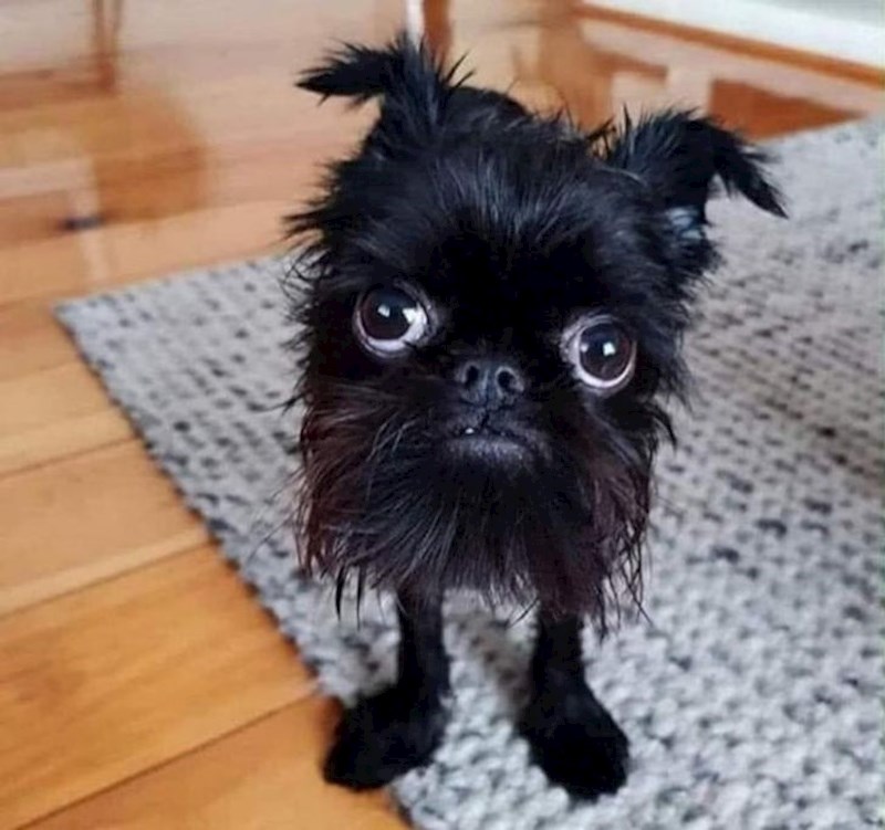 9. "Pseći frizeri su zatvoreni."