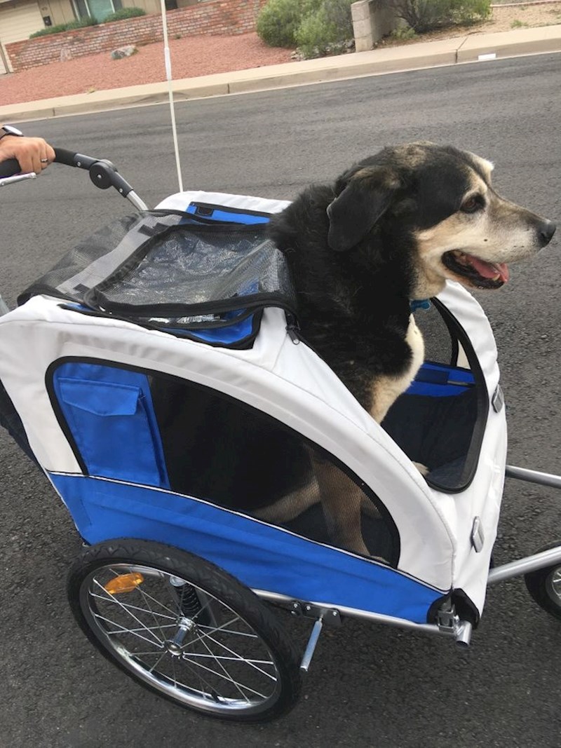 6. Ovaj slatki 12-godišnji peso ima displaziju kukova i teško hoda, ali njegovi vlasnici pronašli su rješenje!