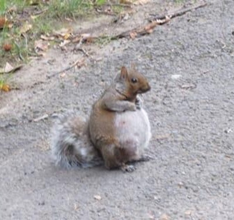 8. "Danas ujutro sam vidjela trudnu vjevericu i kasnije u danu saznala da sam i ja trudna!"