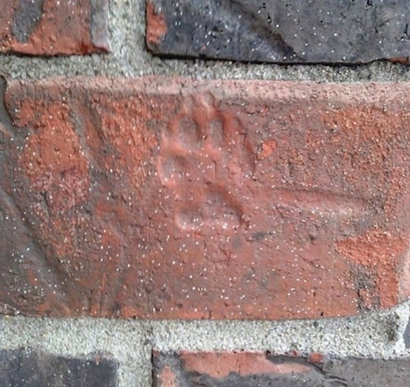 8. Pronašao sam otisak šape na cigli u svojoj novoj kući.