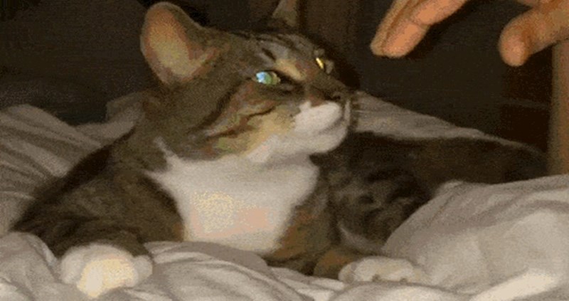 Mačka je jako elegantno pokazala vlasnici da se želi maziti