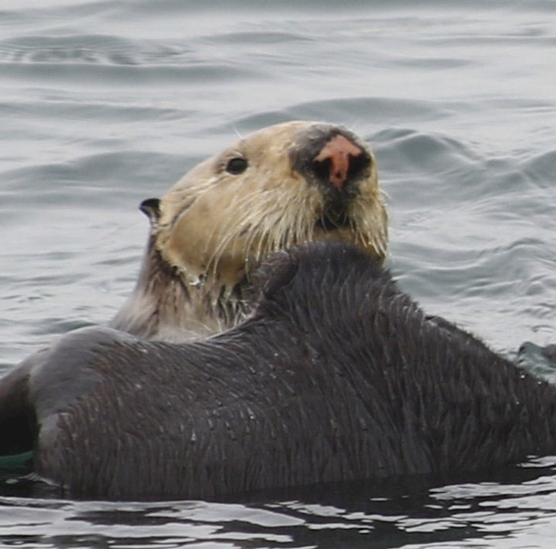 12. Vidra sa strelicom na nosu