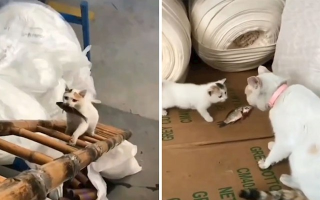 18. Mama maca donijela je svojoj bebi ribu