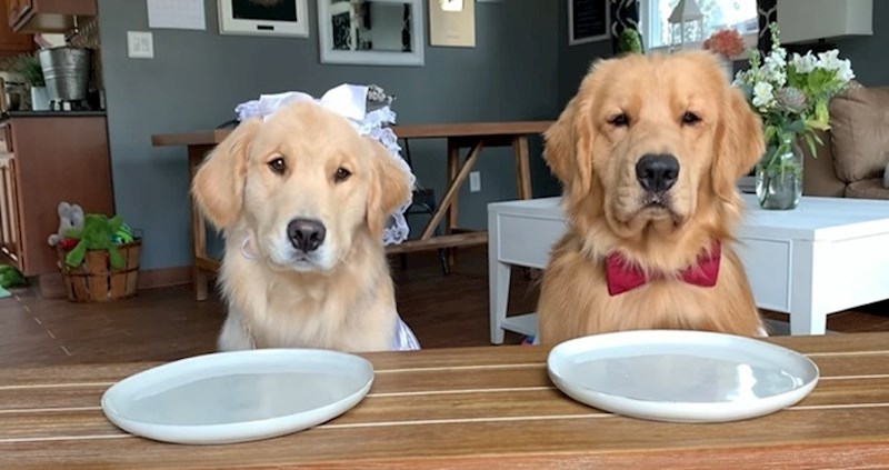 VIDEO Pogledajte kako ovaj smiješni pseći par degustira raznovrsnu hranu