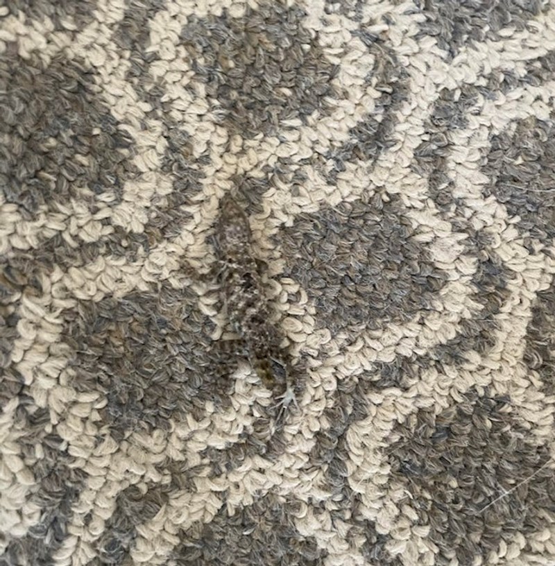 11. "Umalo sam zgazila ovo jadno stvorenje!"