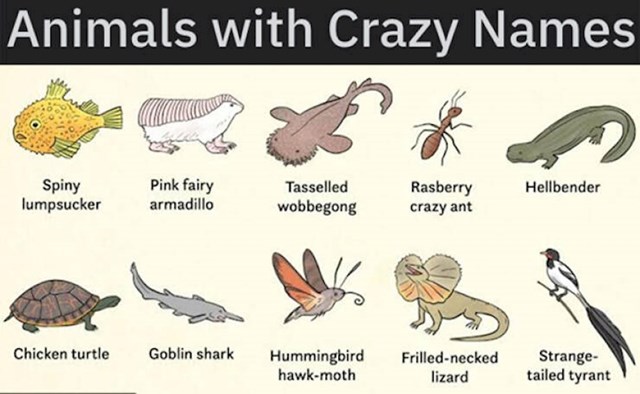 2. Popis životinja s totalno ludim imenima