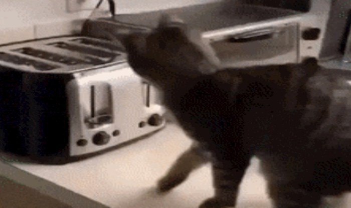 Reakcija ove mačke kad ju iznenadi izbacivanje tosta je neprocjenjiva