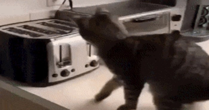 Reakcija ove mačke kad ju iznenadi izbacivanje tosta je neprocjenjiva