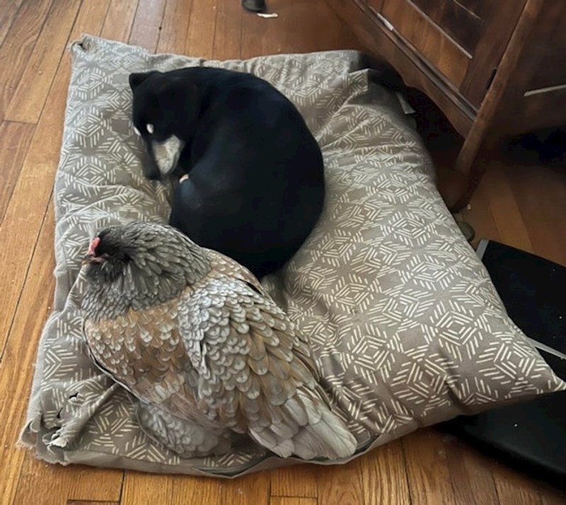 9. Tko je još mislio da je ovo jastuk a ne kokoš?😜