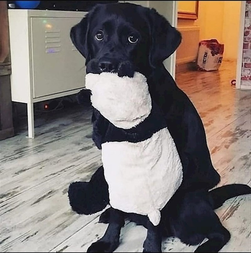 19. Pas se stopio sa svojim plišancem