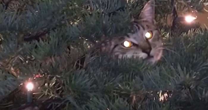 VIDEO Mačke i borovi nisu baš dobitna kombinacija,ovo su najsmješniji primjeri