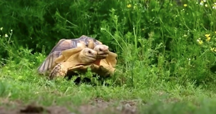 VIDEO 15 neobičnih vrsta kornjača za koje vjerojatno niste znali da postoje