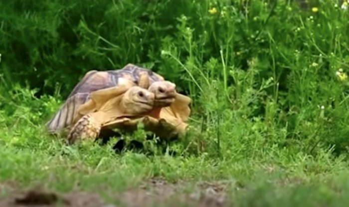 VIDEO 15 neobičnih vrsta kornjača za koje vjerojatno niste znali da postoje