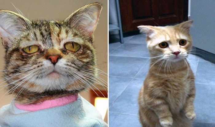 Mačke tužnih izraza lica koje bi vam mogle izmamiti suze na oči