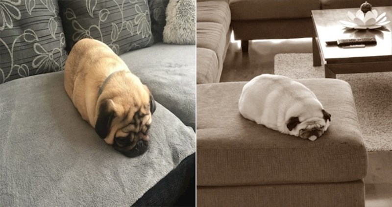22 fotke preslatkih mopseva koji izgledaju kao štruce kruha dok spavaju