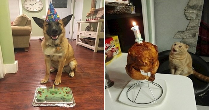 20 sretnih životinja koje su rođendan proslavile bolje od većine ljudi