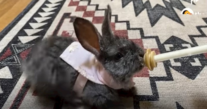 VIDEO Ovo je vjerojatno najmanja beba zeca na svijetu, nestvarno je slatka