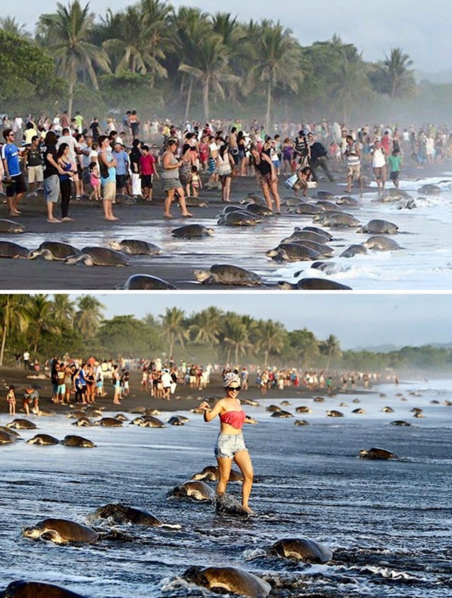 #4 Horda turista uplašila je morske kornjače i spriječila ih u gniježđenju na plaži u Kostariki