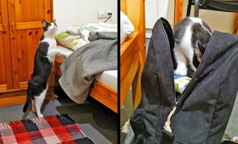 10. Maca iz susjedne sobe došla je provjeriti tko sam ja i što sve imam u ruksaku