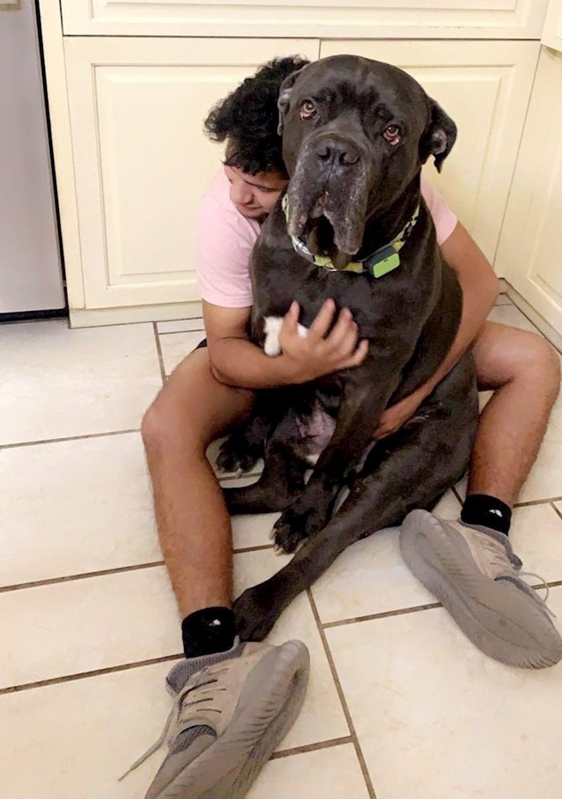 11. "Pas mojih roditelja ne odvaja se od mene kad im dođem u posjetu!"