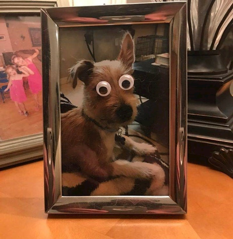 13. "Naša kći malo je uredila fotografiju obiteljskog psa."