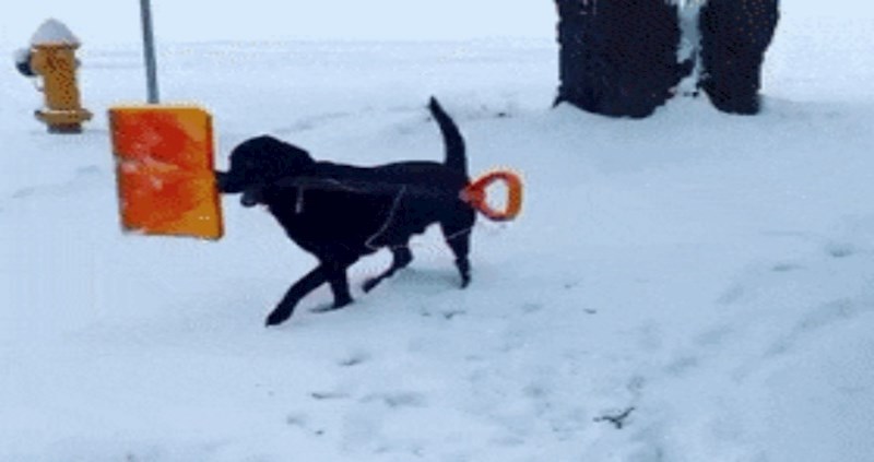 Simpatična koreografija ovog psa s lopatom izmamit će vam osmjeh na lice