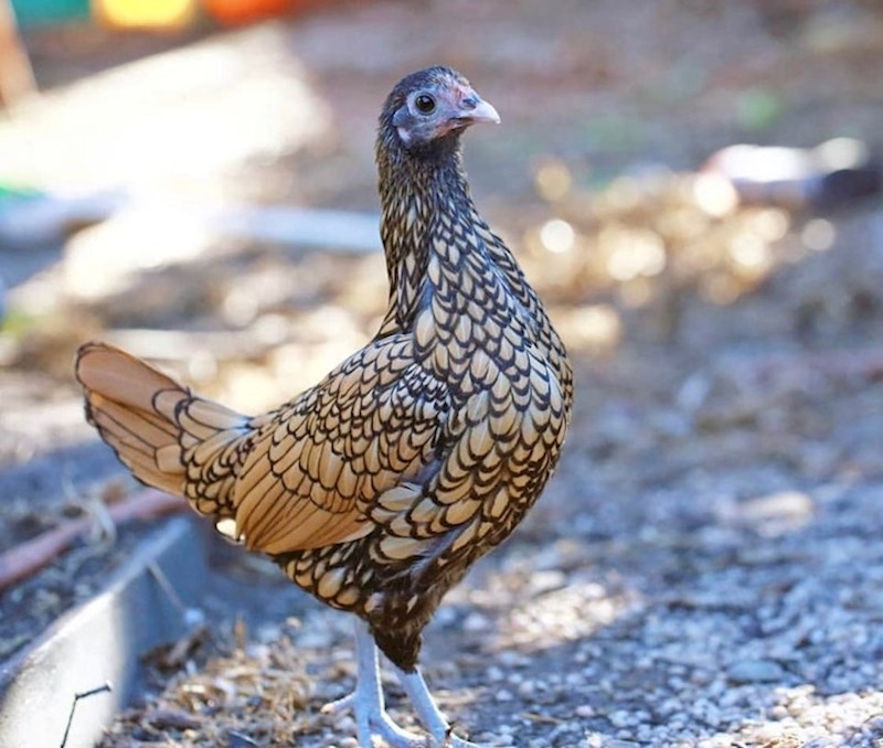 5. Perje na ovoj kokoši je genijalno.