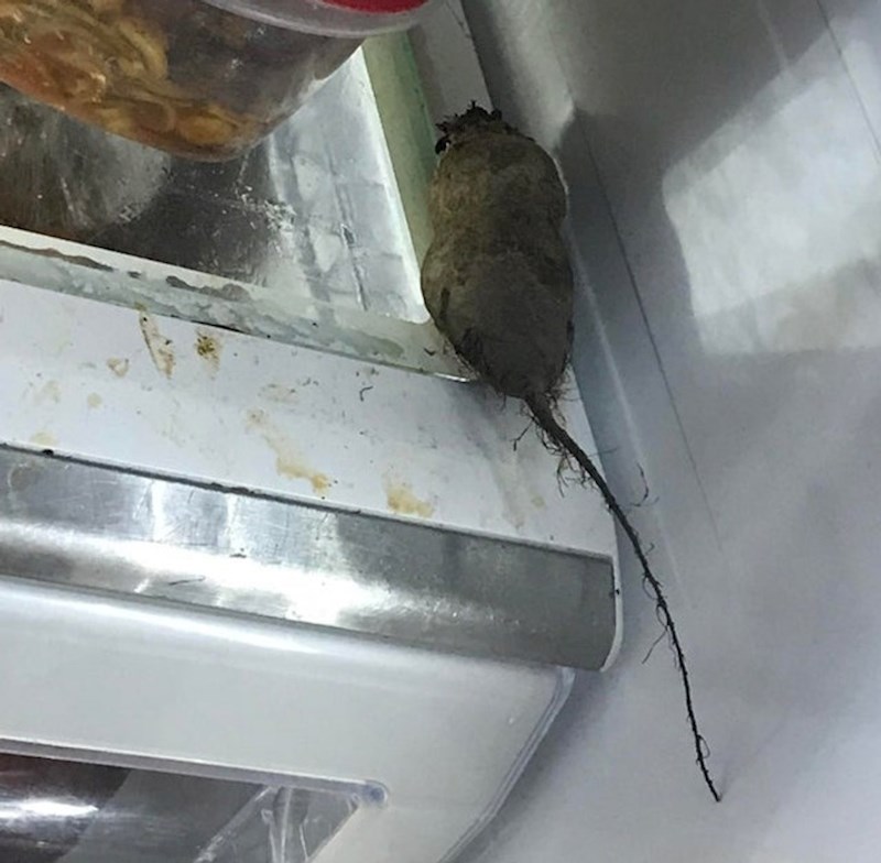 8. Nije štakor 😆