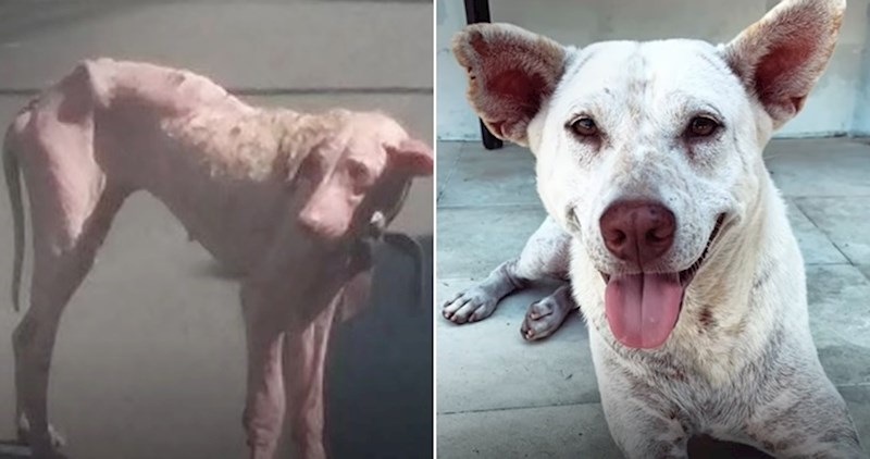 VIDEO Od uplašenog lutalice do sretnog ljubimca, pogledajte dirljivu transformaciju ovog psa