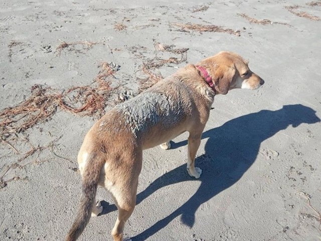 "Ovo na leđima mojeg psa možda izgleda kao stvrdnuti pijesak, no zapravo je to mast trule ribe koju je pronašla na plaži. Ovo se dogodilo na našem putovanju obalom, 3 dana i 5 tuširanja nakon - i dalje smrdi."