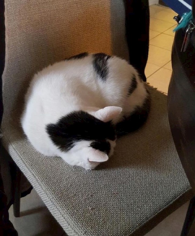 Pretvara se da je panda.