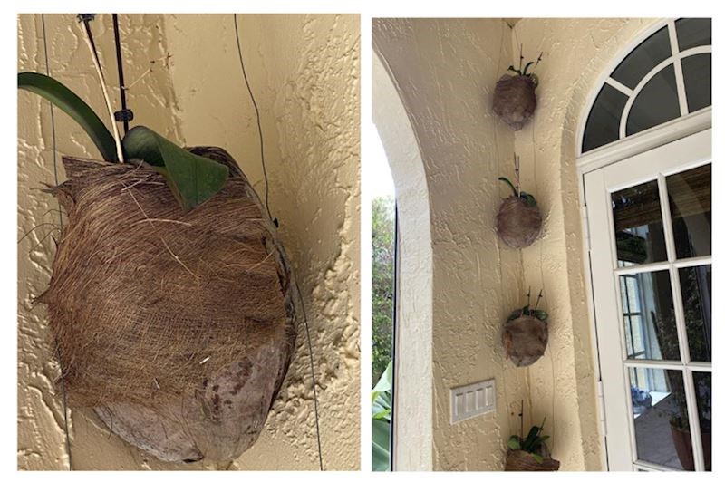 5. Kokosove ljuske možete iskoristiti kao prirodne tegle za cvijeće