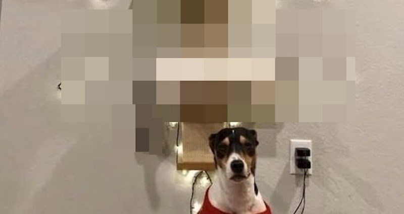 Neobično "božićno drvce" koje će vaši kućni ljubimci obožavati