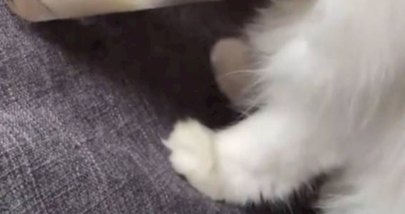 Maca se stvarno potrudila da dođe do mlijeka, njezina poza je urnebesna