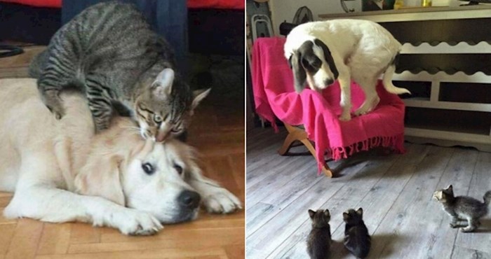 20 pasa koji žive u smrtnom strahu od mačaka