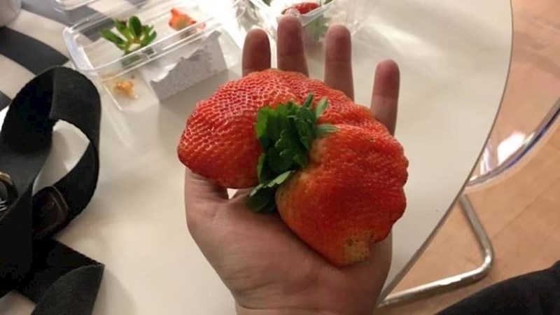 17. Jako velika i sočna domaća jagoda