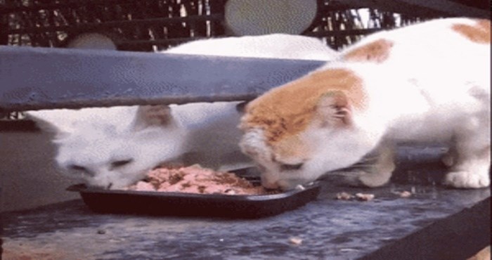 Morate vidjeti mačku koja je na urnebesan način spriječila drugu mačku da jede