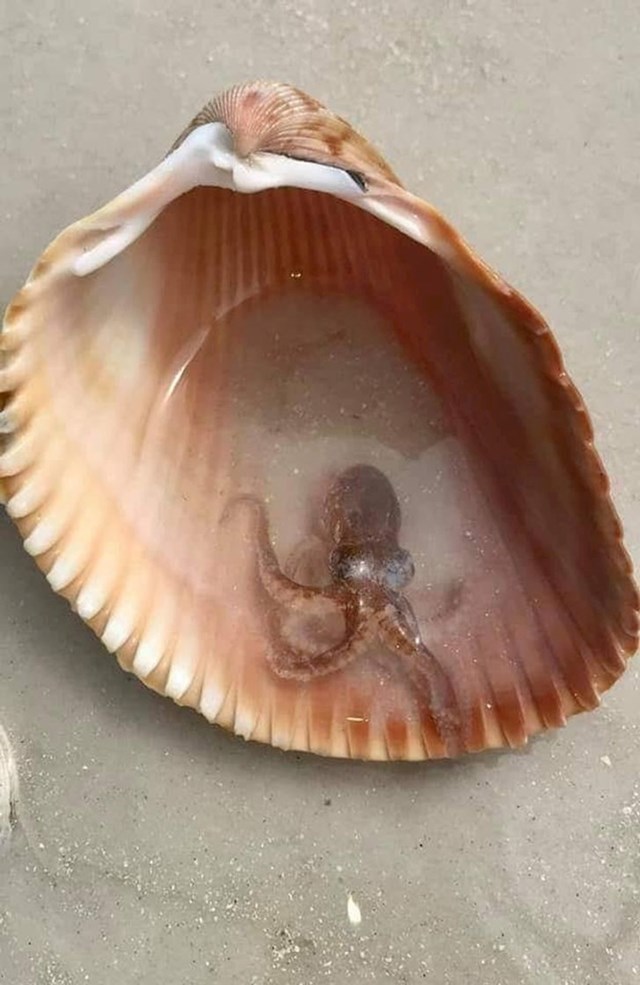12. Mala hobotnica pronađena unutar školjke