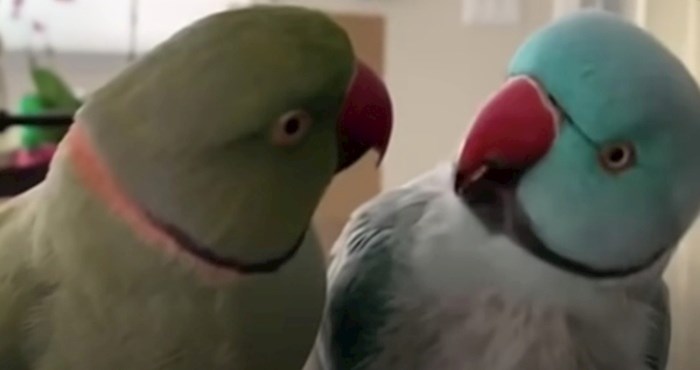 Dvije papige međusobno čavrljaju kao ljudi koji se godinama nisu vidjeli, video je postao hit
