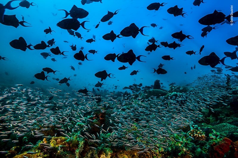 23. "Pulsirajuće more", David Doubilet, SAD