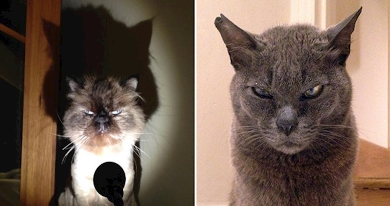 Mačke od čijeg će vam se opasnog pogleda zalediti krv u žilama