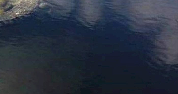 Nesvakidašnji prizor iz Floride, nećete vjerovati s kim se druži aligator