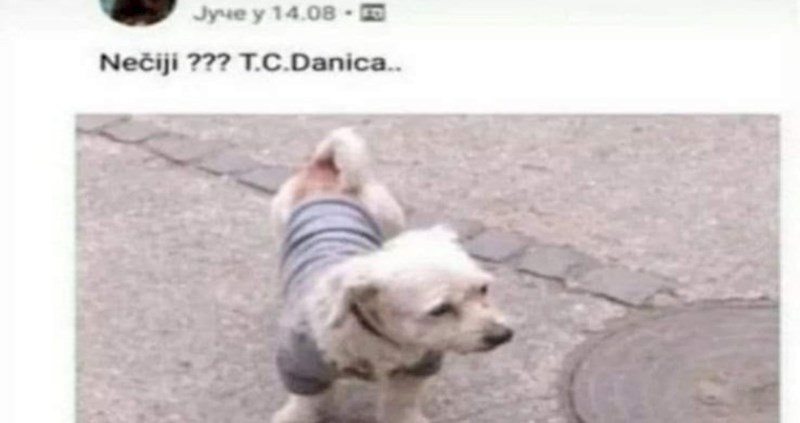 Tražili su vlasnike izgubljenog psa preko Fejsa; javila se genijalka koja zaslužuje Nobelovu nagradu