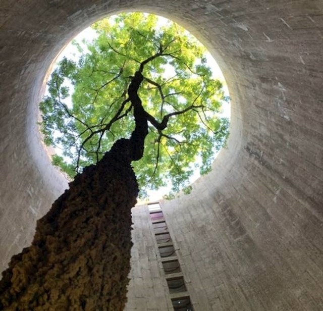 2. Stablo koje raste iz napuštenog silosa