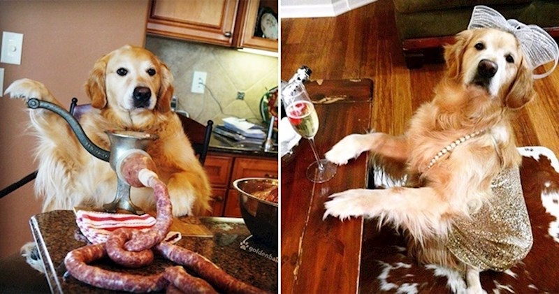 Pametna retriverica je najbolja pozerica ikad, rastopit ćete se kad vidite fotke