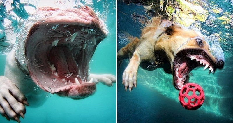 20 urnebesnih fotki pasa koji izranjaju loptice