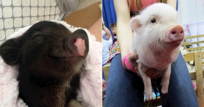 19 neodoljivih fotki mini praščića od kojih ćete se totalno rastopiti 🥰