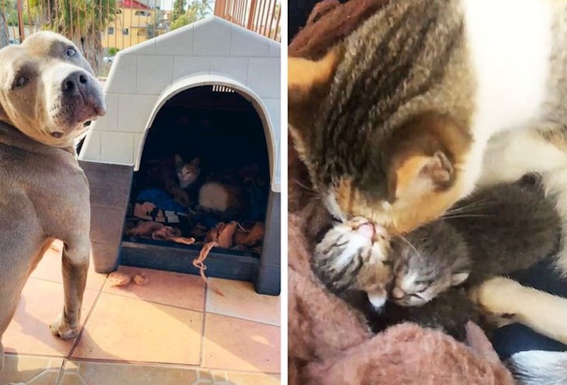 18. Dopustio je maci i njezinim bebama da spavaju u njegovoj kućici.